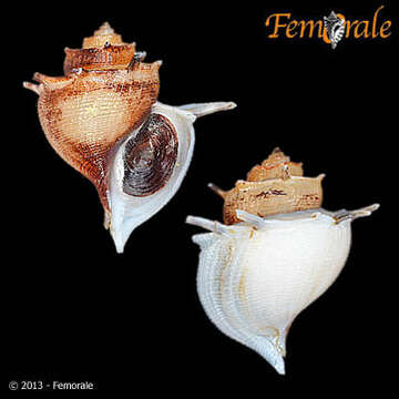 Image of Paludomidae