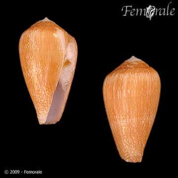 Image of cone snails