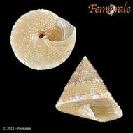 صورة Calliostomatidae Thiele 1924