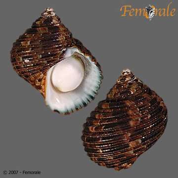 Image of turban snail