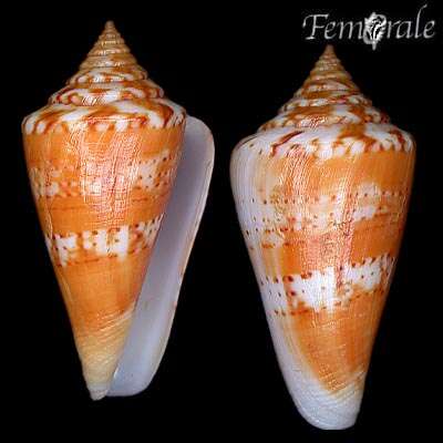 Image of Conus xanthocinctus Petuch 1986