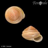 Image of hunter snails