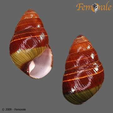 Image of Achatinella