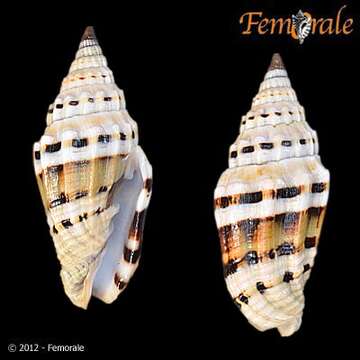 Image of Turbinelloidea Rafinesque 1815