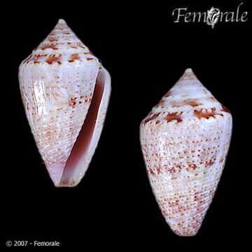 Image of Conasprella Thiele 1929