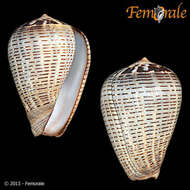 Image de Conus glaucus Linnaeus 1758