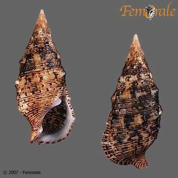 Слика од <i>Cerithium adustum</i> Kiener 1841