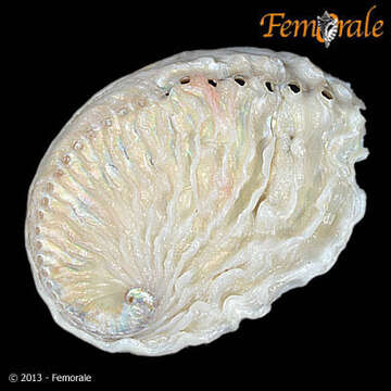 Image of Haliotoidea Rafinesque 1815