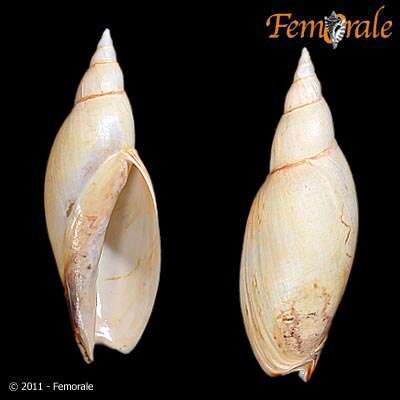 Plancia ëd Adelomelon ancilla (Lightfoot 1786)