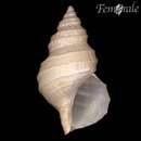 Image of shingled whelk