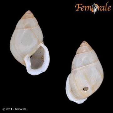 Image of Partulidae