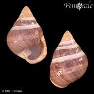 Image of achatinellid land snails