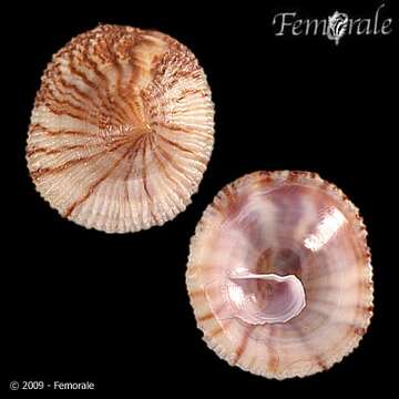 Image of cup-and-saucer snails