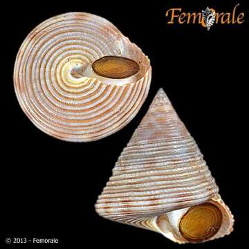 Calliostomatidae Thiele 1924的圖片