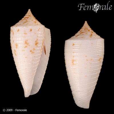 صورة Conus Linnaeus 1758