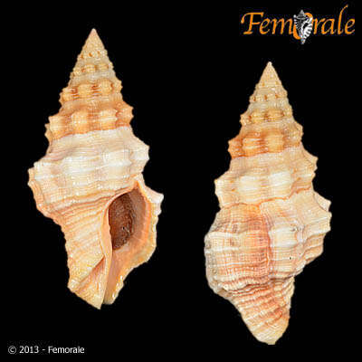 Imagem de Hemipolygona Rovereto 1899