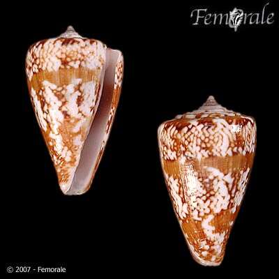 Image of Conus saragasae Rolán 1986