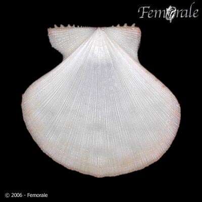 Image of Mirapecten Dall, Bartsch & Rehder 1938