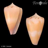 Image of cone snails