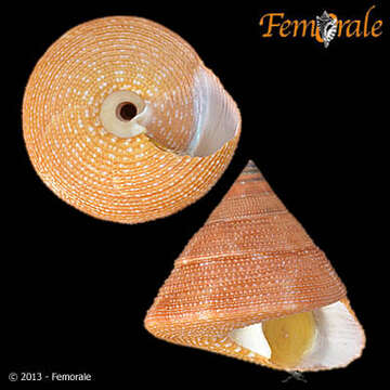 Imagem de Calliostomatidae Thiele 1924