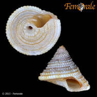 Image of Calliostomatidae Thiele 1924