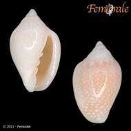 Image of Marginella Lamarck 1799