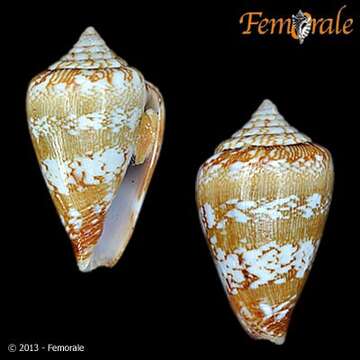 Image of Conus damottai Trovão 1979