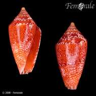 Image of Conasprella Thiele 1929