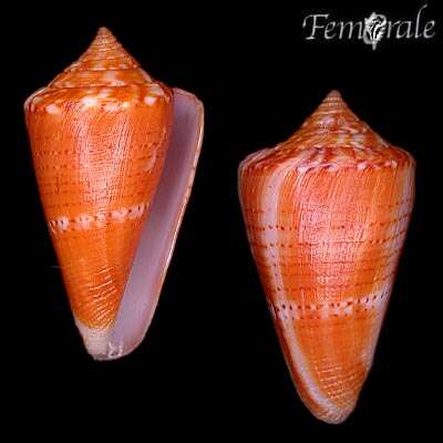 Image of Conus xanthocinctus Petuch 1986