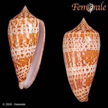 Image of Conus lynceus G. B. Sowerby II 1858