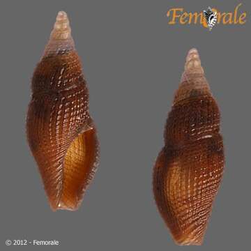 Image of Pseudomelatomidae J. P. E. Morrison 1966