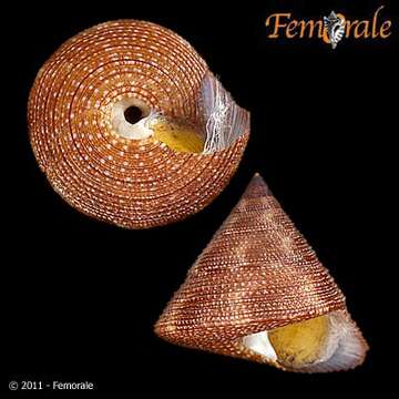 Imagem de Calliostomatidae Thiele 1924