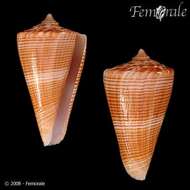 Image of cone snails