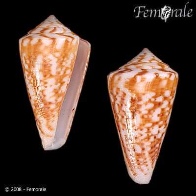 Image of Conus Linnaeus 1758