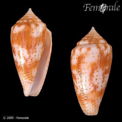 صورة Conus Linnaeus 1758