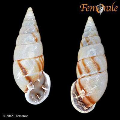 Image of Orthalicidae