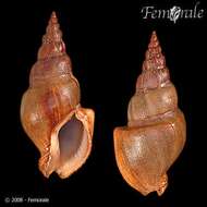 Image of nassa mud snails