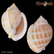 Image of Semicassis bisulcatum japonica (Reeve 1848)