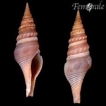 Image of Fusiturridae Abdelkrim, Aznar-Cormano, Fedosov, Kantor, Lozouet, Phuong, Zaharias & Puillandre 2018