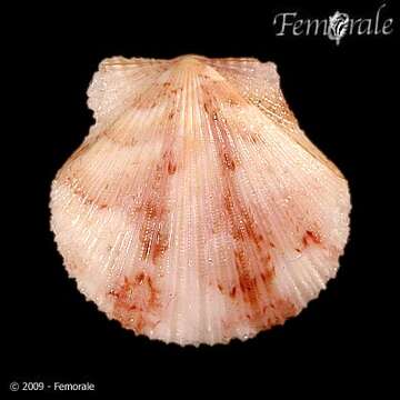 Image of Cryptopecten Dall, Bartsch & Rehder 1938