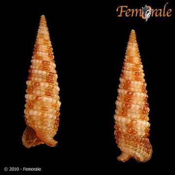 Image of Monophorus tessellatus (Kosuge 1963)