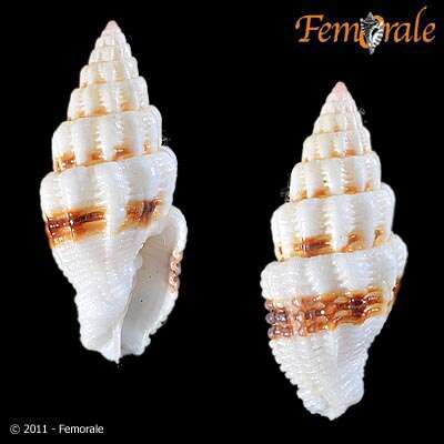 Image de Turbinelloidea Rafinesque 1815