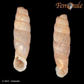 Image de Cylindronenia Ehrmann 1949