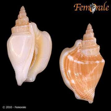 Image of Strombus Linnaeus 1758