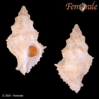 Image of Babelomurex Coen 1922