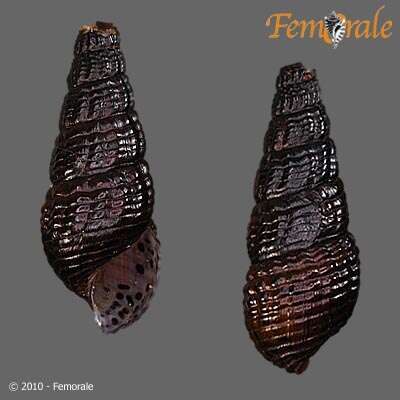 Image of Pachychilidae