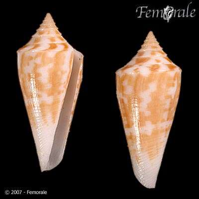 صورة Conus castaneus Kiener 1848