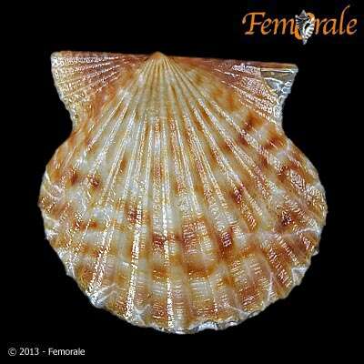 Image of Leptopecten Verrill 1897