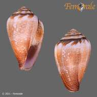 Image of cone snails