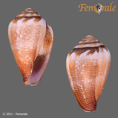 Image of cone snails